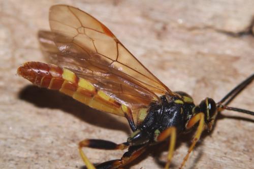 Ichneumon crispatorius